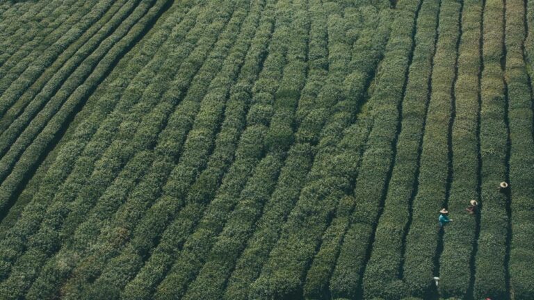 Drogenfahrt in Waltershausen: Polizei untersagt Weiterfahrt nach positivem Test auf Amphetamin und Methamphetamin Symbolbild zum Thema LPI-GTH: Weiterfahrt untersagt