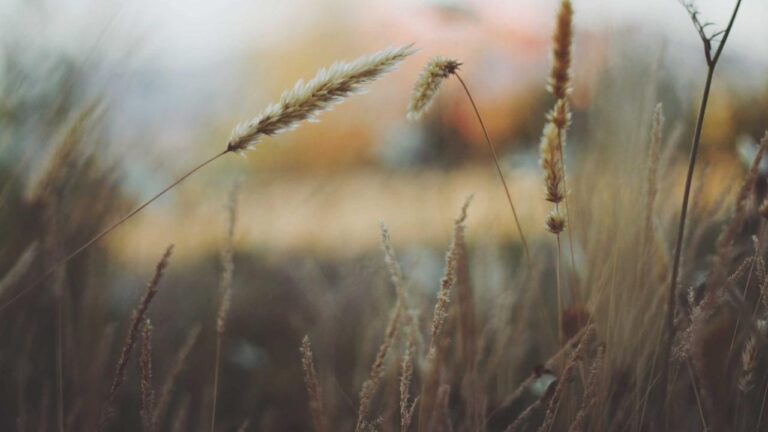 Symbolbild zum Thema POL-Pforzheim: (Calw) Ebhausen - Stark Betrunkene im Straßenverkehr unterwegs - Zeugen gesucht!