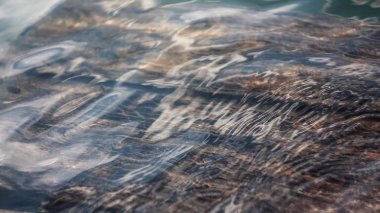 Symbolbild zum Thema BPOLP Potsdam: Gemeinsame Pressemitteilung der Deutschen Bahn AG, der ViP Verkehrsbetrieb Potsdam GmbH und des Bundespolizeipräsidiums - 75 Jahre Bundespolizei - Jubiläumsauftakt am Hauptbahnhof Potsdam