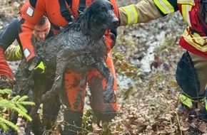 Nächtlicher Brand in Bürogebäude in Stuttgart-Feuerbach rasch gelöscht Feuerwehr Stuttgart im Einsatz bei Tierrettung
