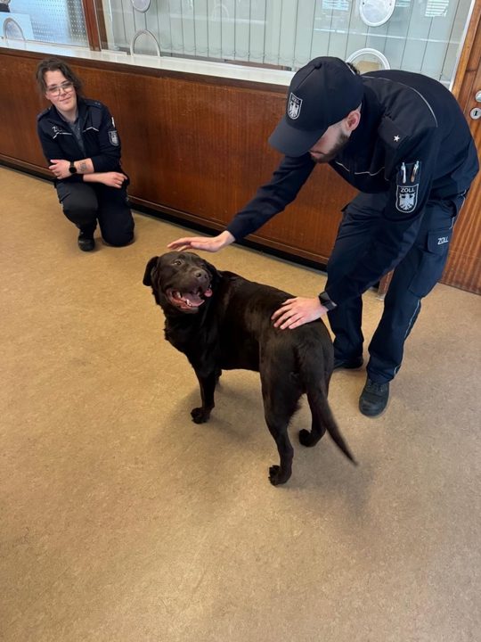 Labrador „Brownie“ sorgt für Aufsehen im Zollamt Schwanenhaus bei Krefeld Brauner Labrador im Zollamt Schwanenhaus