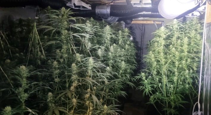 Großrazzia im Emsland: Mehrere hundert Cannabispflanzen in Haselünne entdeckt – Drei Tatverdächtige in Untersuchungshaft Polizeieinsatz bei einer Cannabis-Indoor-Plantage im Emsland