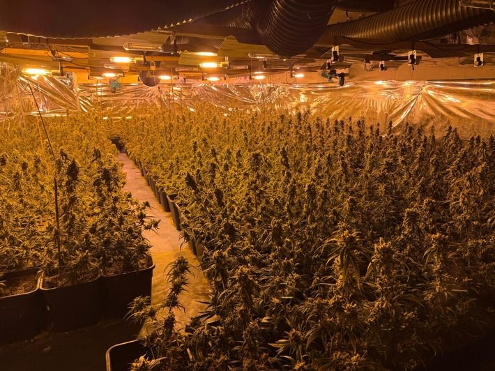 Große Cannabis-Plantage bei Boizenburg entdeckt: Polizei nimmt sechs Tatverdächtige fest Cannabis-Pflanzen in einer Scheune bei Boizenburg