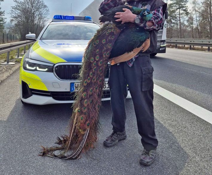 Ausgebüxter Pfau verursacht Verkehrsbehinderungen auf der Autobahn 44 bei Volkmarsen Pfau auf Autobahn 44